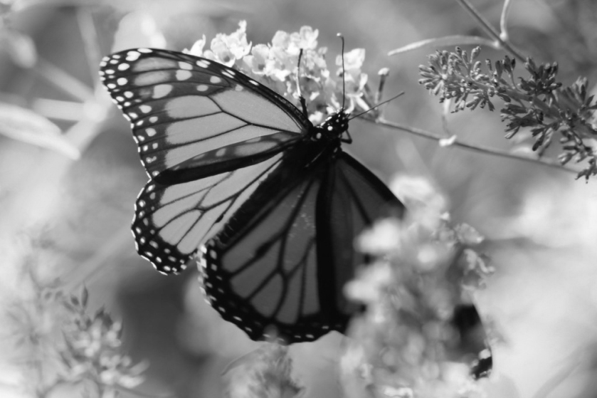 black and white, butterflies and rainbows